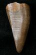 Tyrannosaur Premax Tooth (Aublysodon) - Montana #17621-2